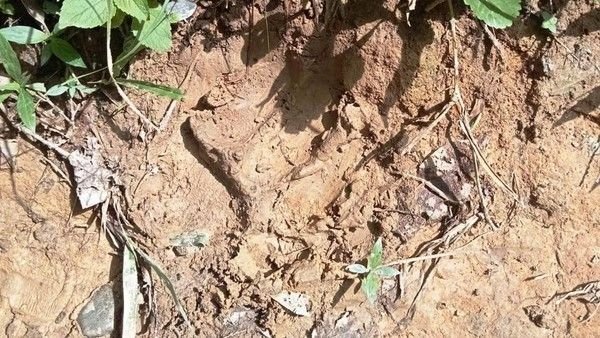 Sapi Warga Aceh Timur Dimangsa Harimau