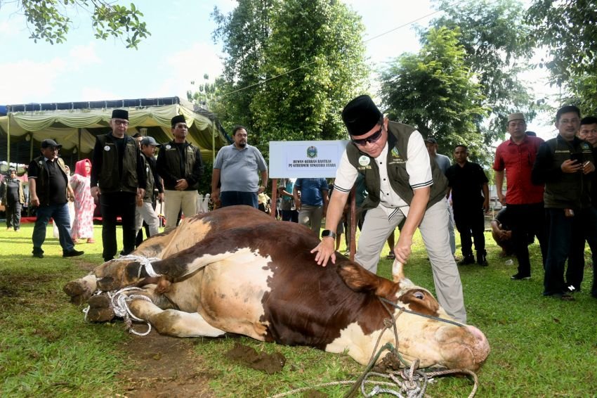 Saksikan Penyembelihan Kurbannya Sapi Limosin 1 Ton, Pj Gubernur Sumut: Insya Allah, Berkah