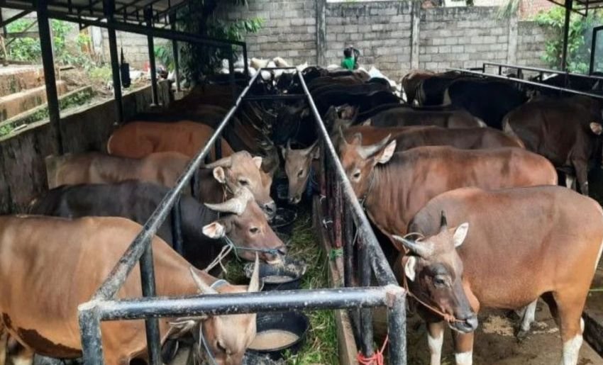 Beruntungnya Danang Peternak Asal Ponorogo Ini, Dua Sapinya Dibeli Mantan Presiden RI untuk Kurban Idul Adha, Harganya Fantastis!