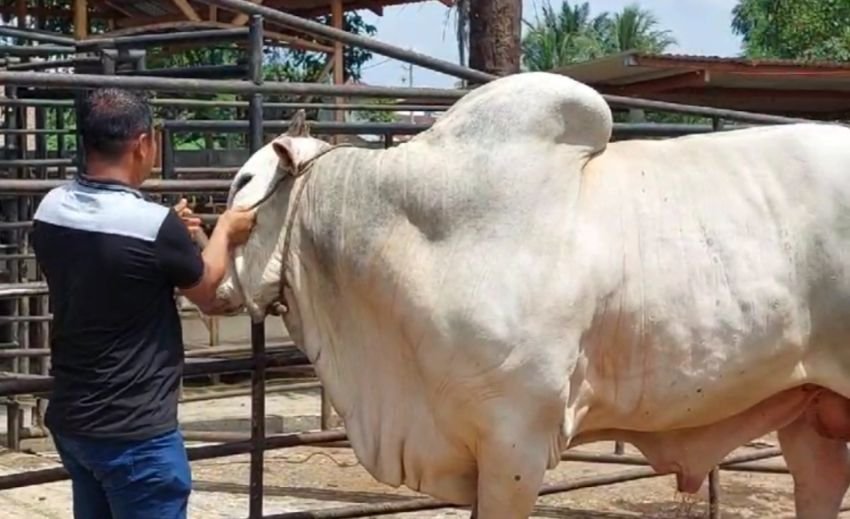 Ini Penampakan Sapi Kurban Milik Jokowi di Sumut, Berasal dari Kota Binjai, Dibeli Rp 90 Juta
