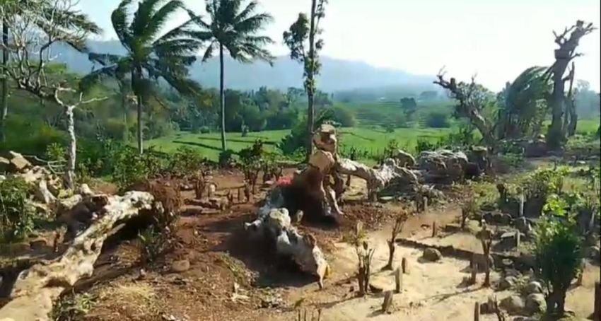 Misteri Suara Pohon Menangis di Kuburan Gegerkan Warga Desa Banjaranyar Pemalang