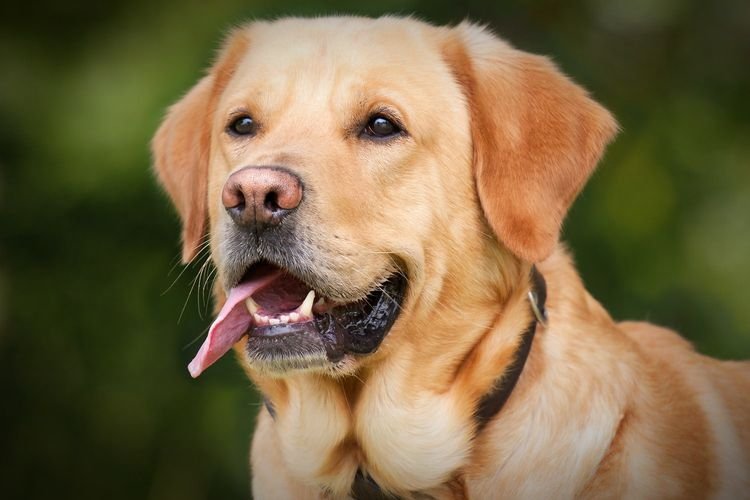 Wajah Balita di Toba Digigit Anjing Peliharaan Tetangga