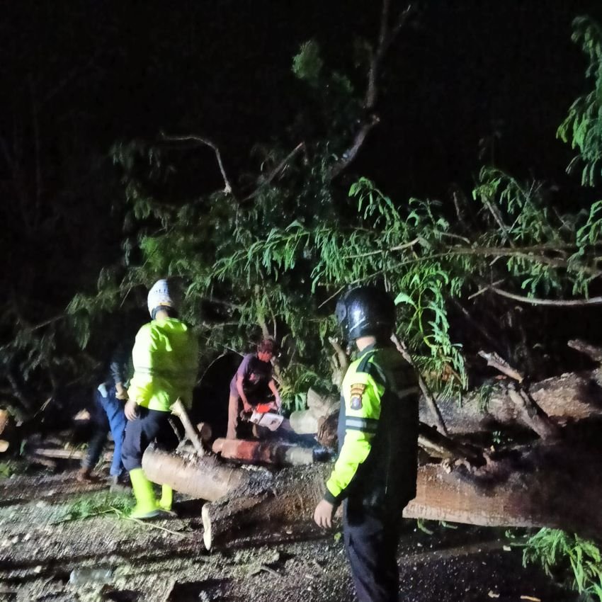 Akibat Hujan dan Angin Kencang, Pohon Tumbang di Jalinsum Sei Bamban - Tebing Tinggi