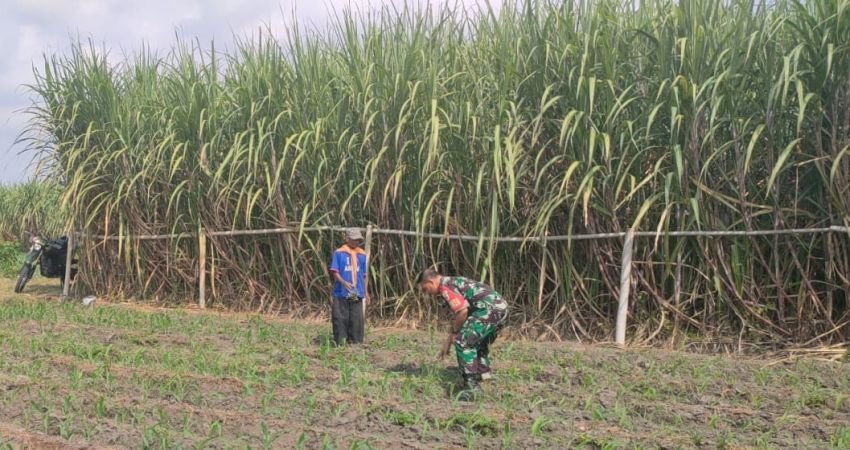 Serda Brama Dampingi Petani dalam Perawatan Tanaman Jagung