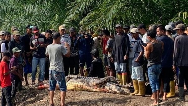 Lansia di Rohil Tewas Diterkam Buaya