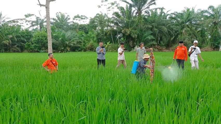 Partai Buruh Sapa Petani di Persawahan di Deli Serdang, Beri Pupuk Gratis dan Penyuluhan Bibibit Kepada Petani