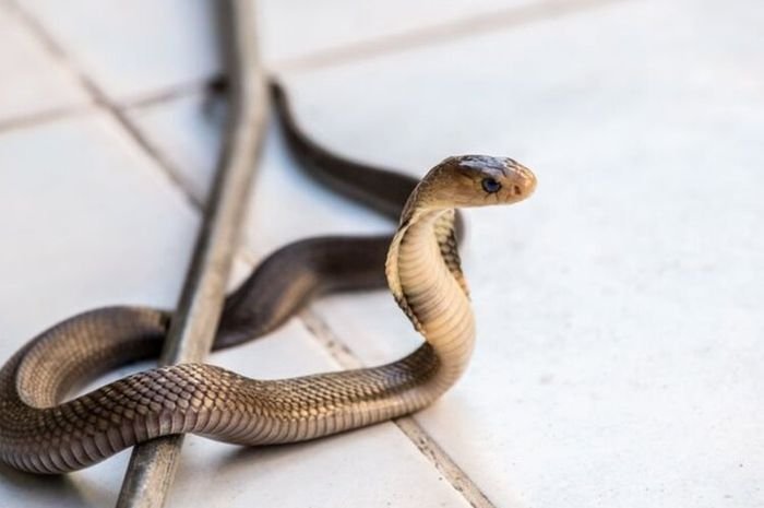 Waspada! Ular Rawan Masuk Rumah Saat Musim Hujan