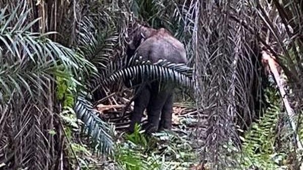 Habitat Terendam Banjir, 2 Gajah Liar Masuk Perkampungan di Pelalawan
