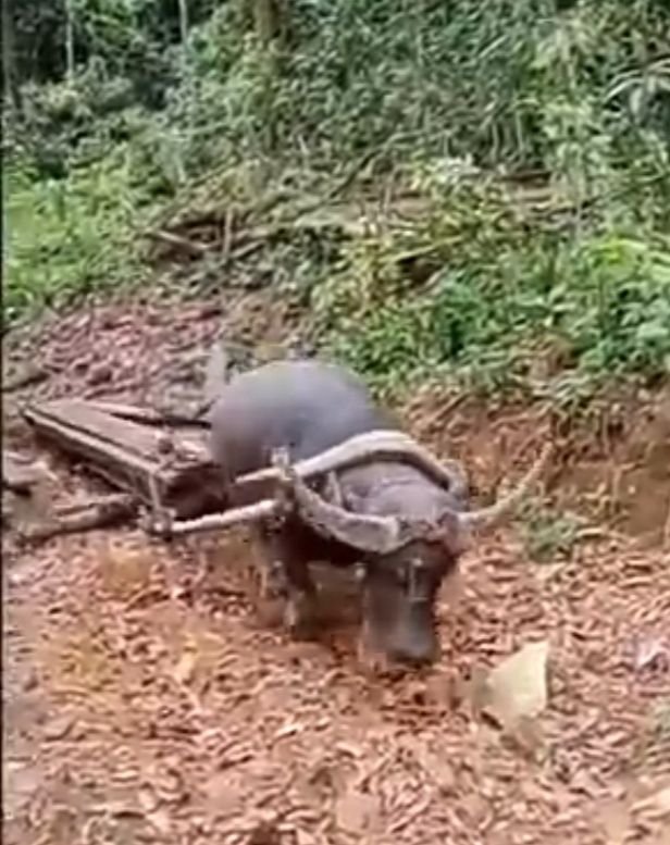 Warga di Manggarai Barat Masih Menggunakan Kerbau untuk Pikul Hasil Pertanian