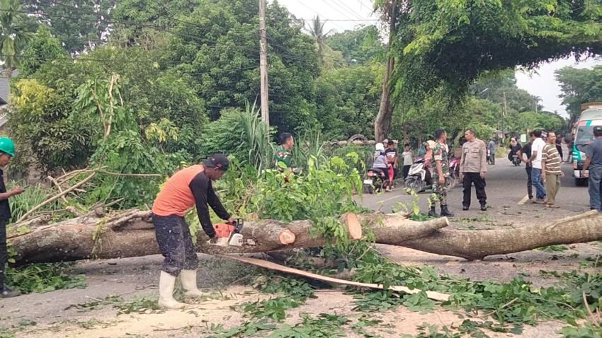 Pohon Tumbang Timpa Kios di Langsa, Akses Jalan Nasional Sempat Lumpuh