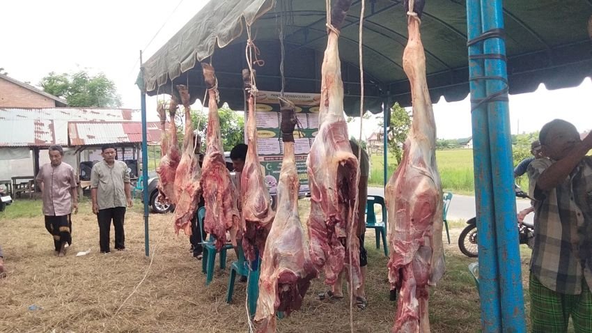 Jumlah Hewan Kurban Gampong Alue Beurawe Meningkat Drastis
