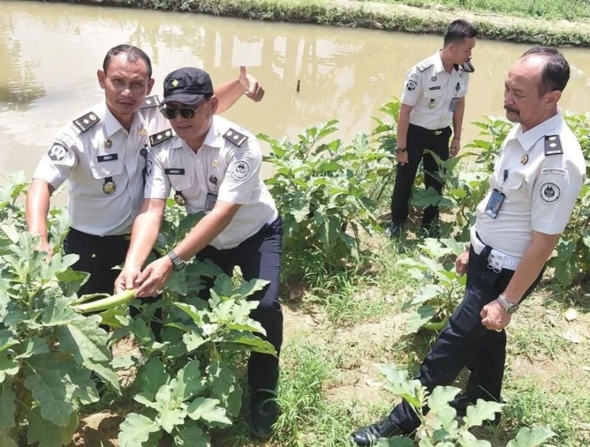 Lapas Padangsidimpuan Lanjutkan Program Ketapang di Lahan SAE