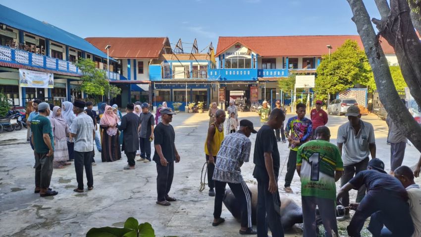 SMAN 3 Langsa Sembelih 5 Sapi dan 1 Kambing, Daging Kurban Dibagikan untuk Warga Sekolah dan Masyarakat