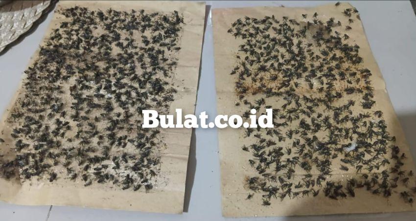 Warga Bogak Besar Dikepung Lalat, Peternakan Ayam Diduga Jadi Biang Keladi Bertahun-Tahun