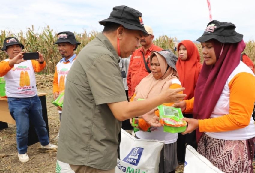 Wabup Tapsel Panen Jagung Varietas Betras 32 F1 di Arse Nauli