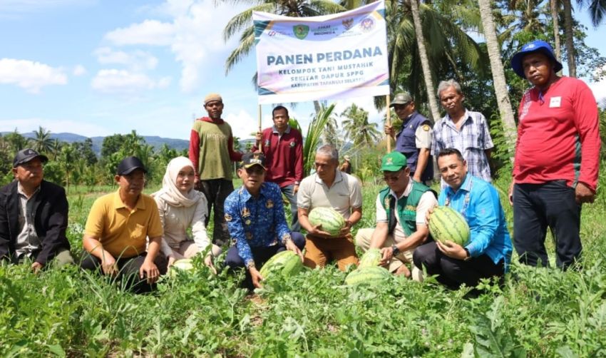 Panen Perdana Semangka Poktan Mustahik Binaan BAZNAS Tapsel Dukung Kebutuhan SPPG