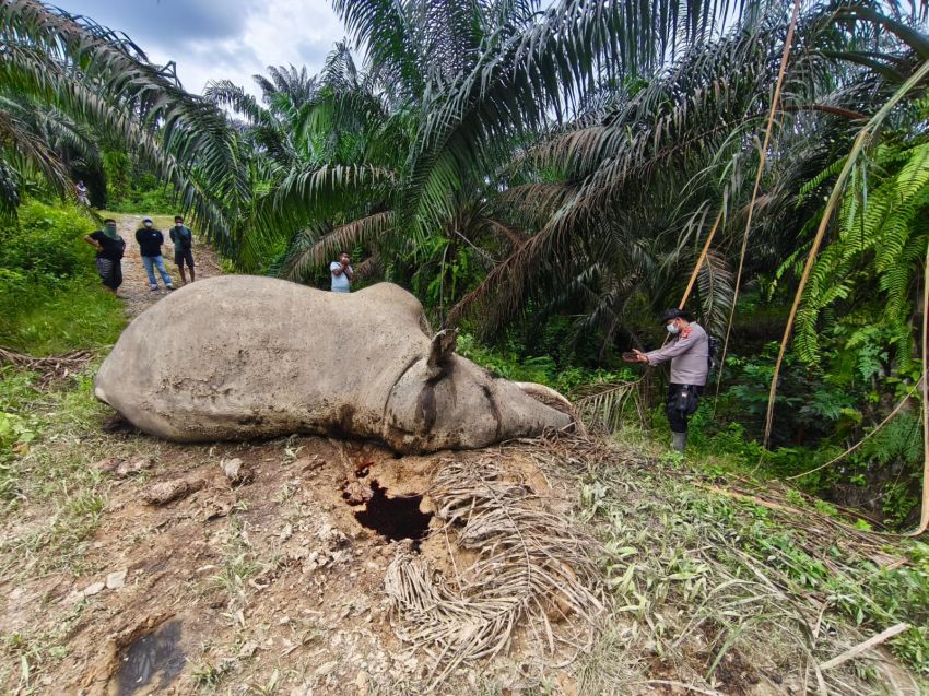 Gajah Liar Ditemukan Mati Di Aceh Tamiang, Lokasi Disterilkan Polisi