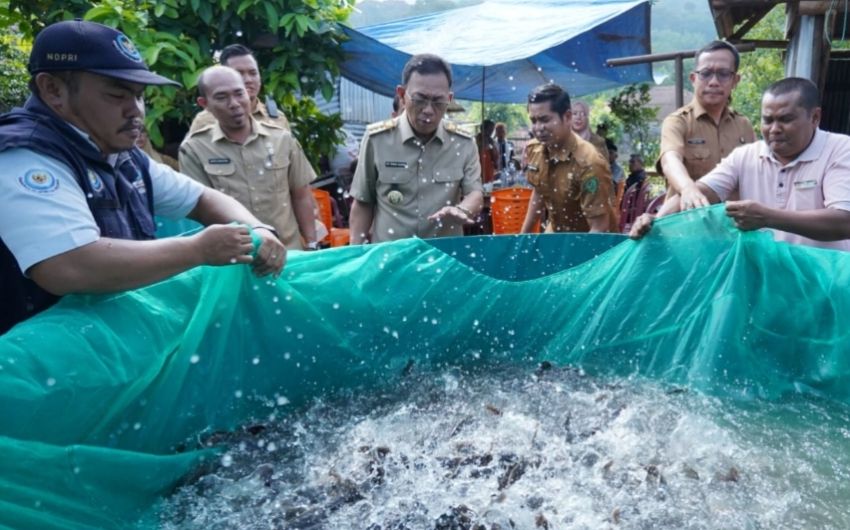 450 Kg Lele Dipanen Perdana dari 6 Kolam Bundar Pokdakan Panindoan Sipirok