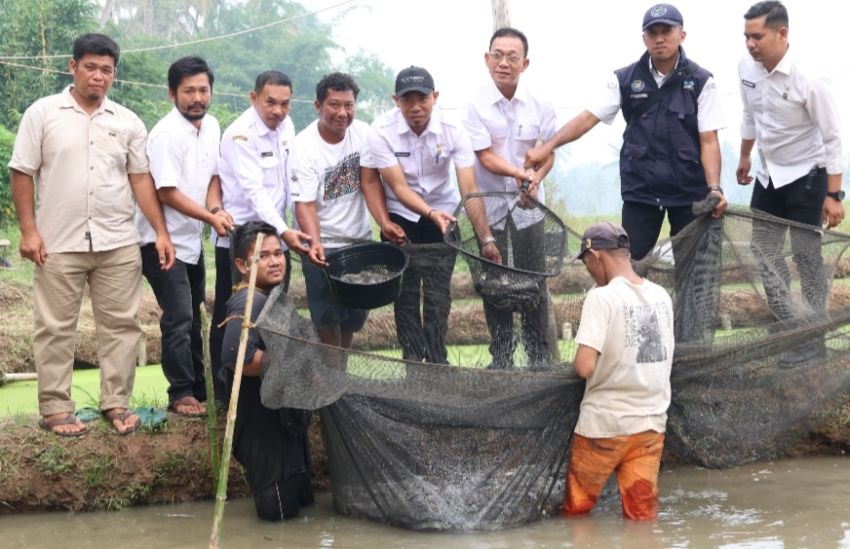 Panen Ikan Lele di Sidadi II Jadi Bukti Potensi Peningkatan Ekonomi Rakyat Tapsel